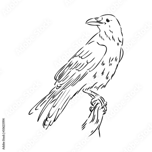 Hand-drawn black crow. Raven, bird sketch, vector illustration