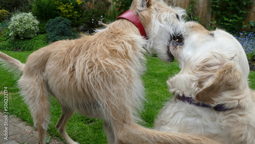Two dogs playing (play fighting). Lurcher and a Golden Retriever within a garden setting. photo