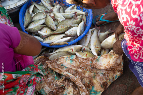 Picture of fishes lying in a tub at sea coast of Kanyakumari. Fish market, sea food, poverty, living, sell, buy, meal, economy, cutting, slicing, dried, income, koli, fishermen, nonvegetarian concept photo