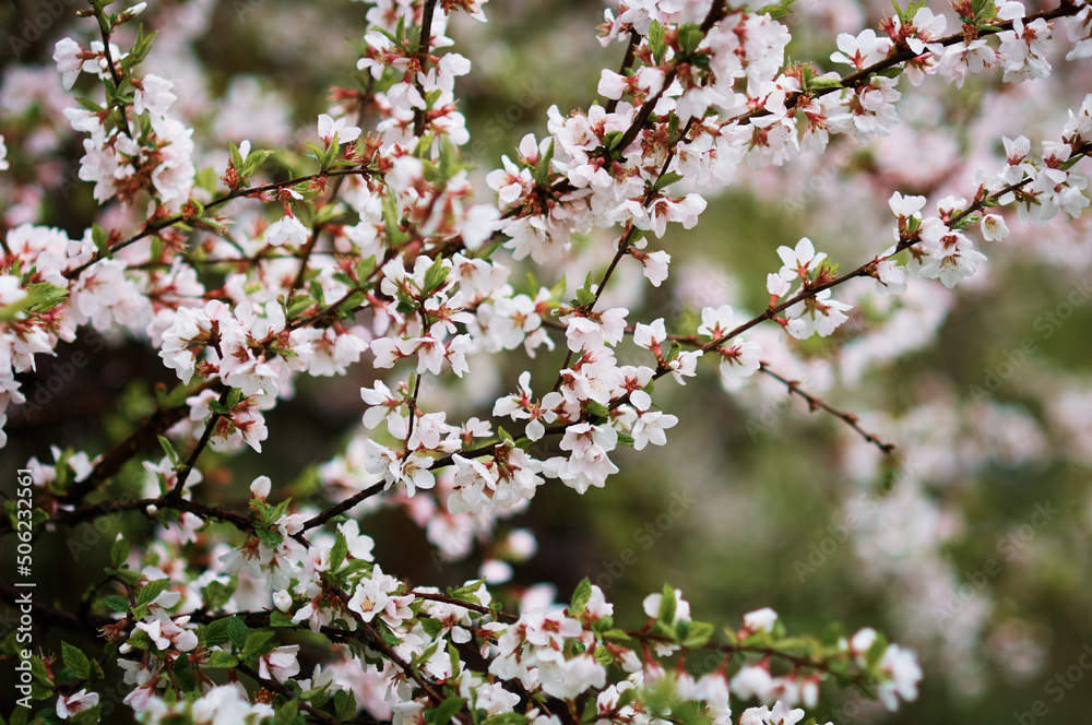 Close-up of apple flowers. Abstract natural texture. Close-up of apple flowers. Abstract natural texture.