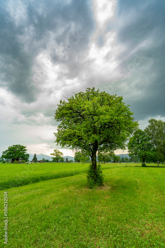 im Frühling spriessende und blühende Bäume am sonnigen Tag mit aufziehendem Gewitter. grüne Wiesen, Berge und graue Wolken machen eine dramatische Stimmung im Rheintal, Dornbirn, Vorarlberg, Austria