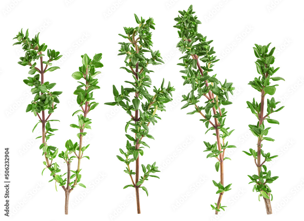 Thyme isolated on white background, full depth of field, clipping path - obrazy, fototapety, plakaty 