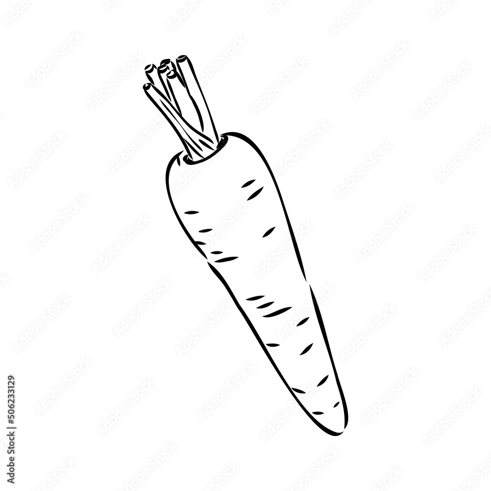 Fototapeta premium carrot line vector illustration, isolated on white background,top view
