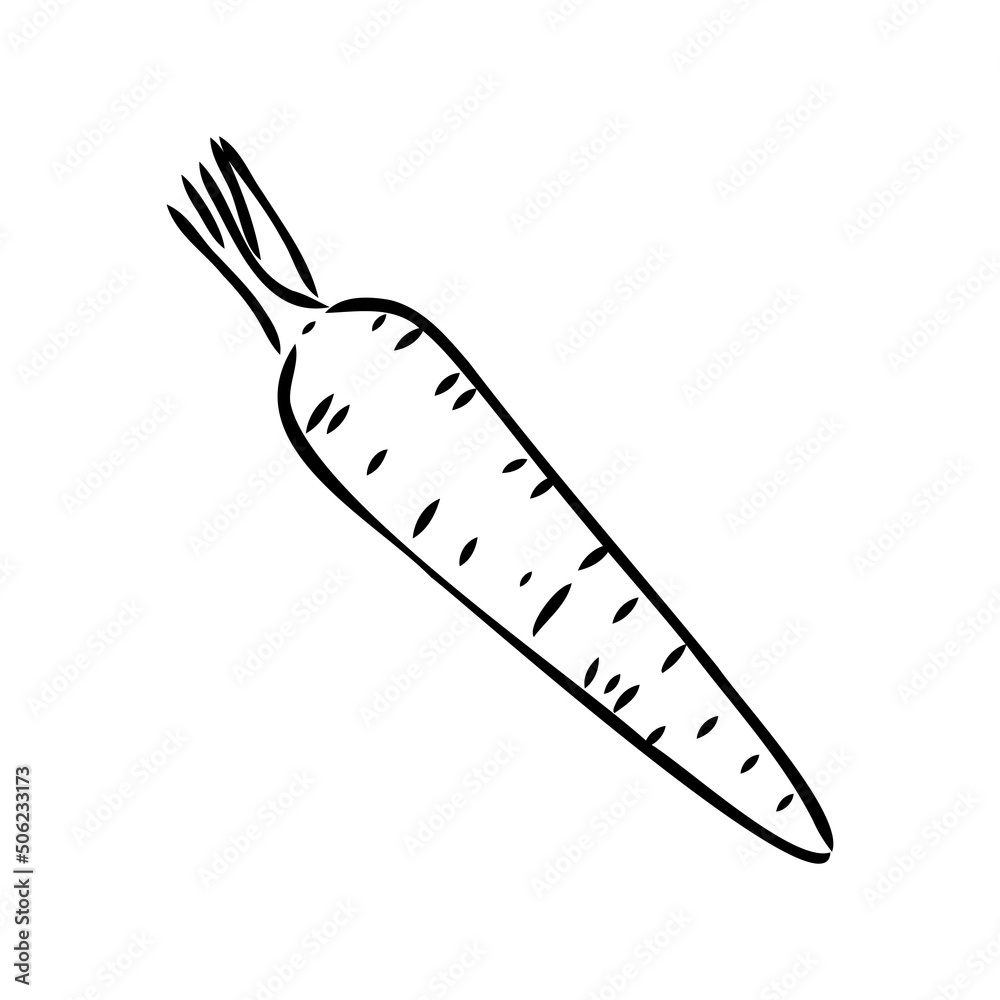 carrot line vector illustration, isolated on white background,top view carrot line vector illustration, isolated on white background,top view