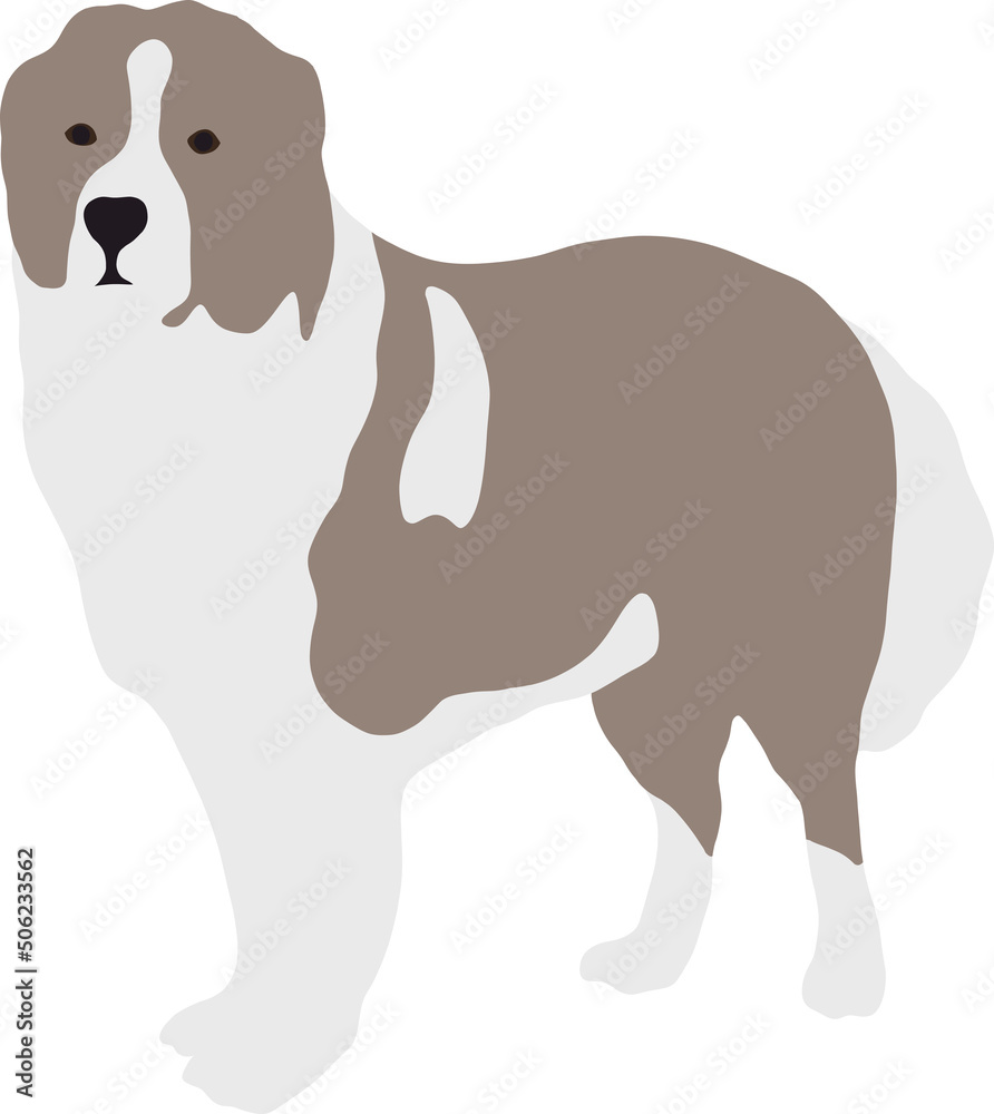 Large adult dog of St. Bernard stands in full growth