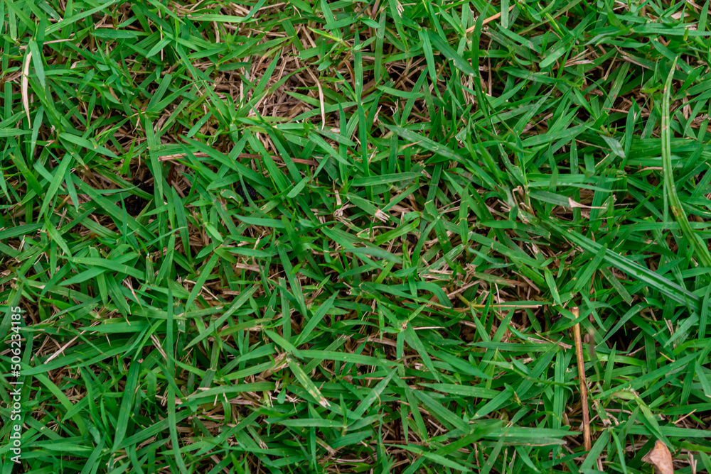 green asia grass background picture nature