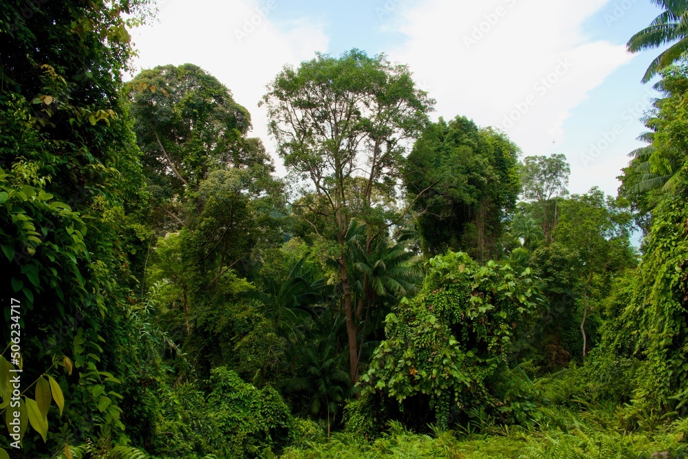 Trees in a tropical jungle Forest Trees in a tropical jungle Forest