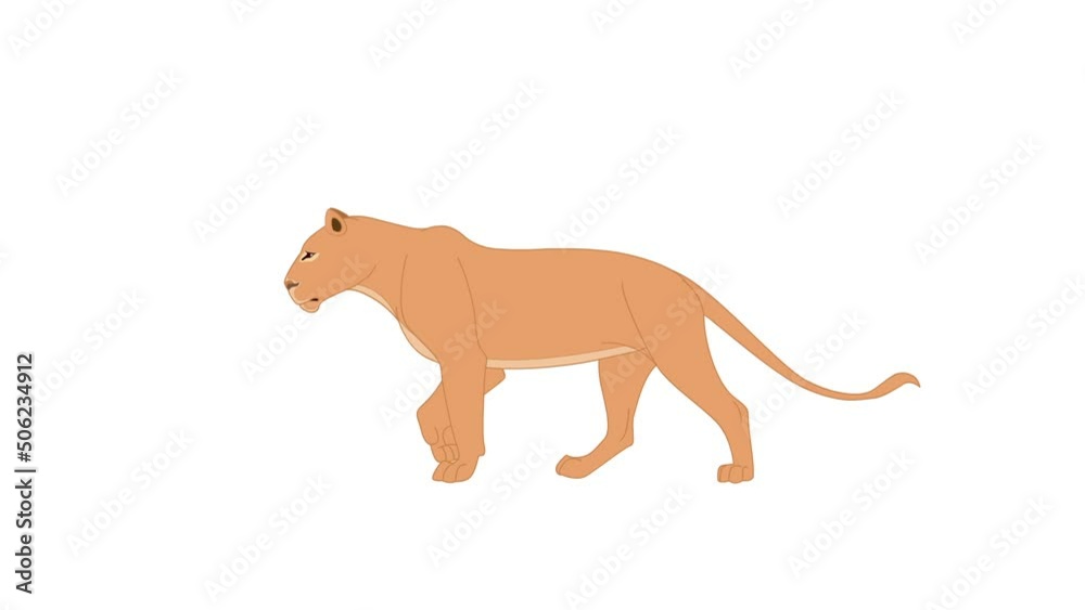 Lion walking loop 2d animation