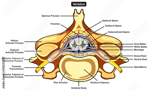 Vertebra parts and structure anatomy infographic diagram medical science education spinal cord nerve vertebral body foramen spinous process grey white matter meninges dorsal ventral root photo