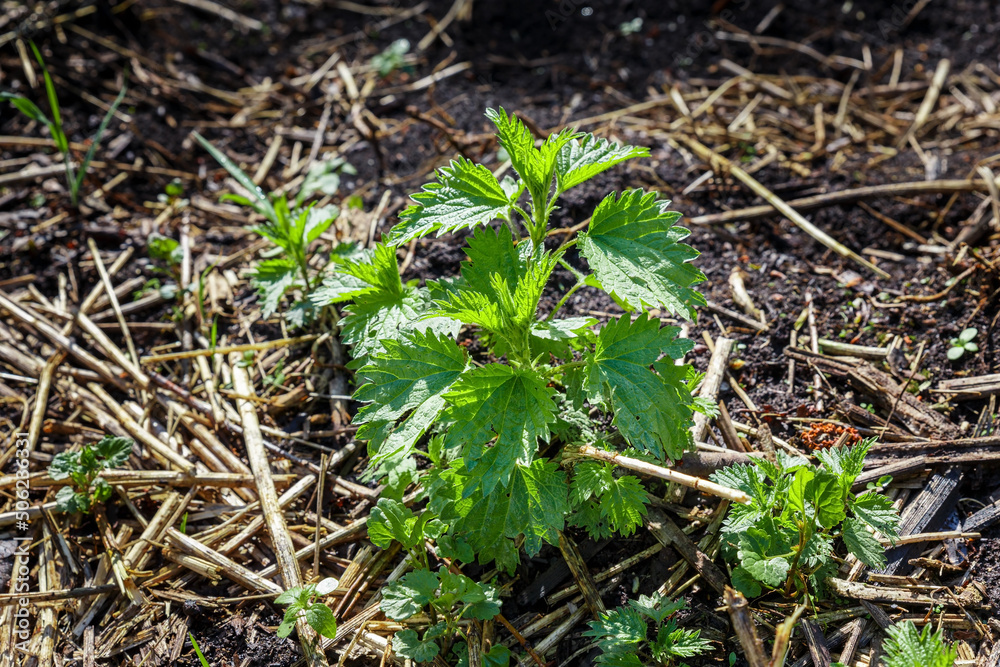 Young green bush of common nettle growing on the ground in spring. Urtica dioica
