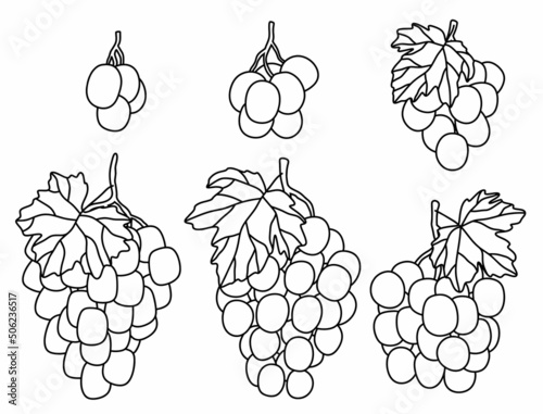 hand drawn set of grapes on a white background. vector illustration