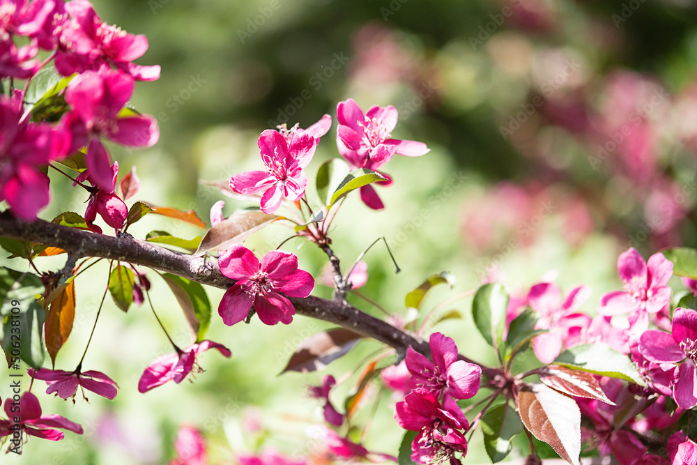 Pink blossom apple tree, close up. Nature background. Pink blossom apple tree, close up. Nature background.