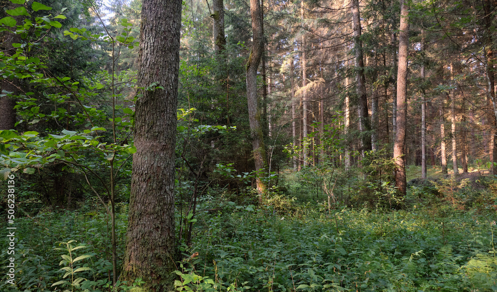 Frash Alder tree mixed forest in summer Frash Alder tree mixed forest in summer