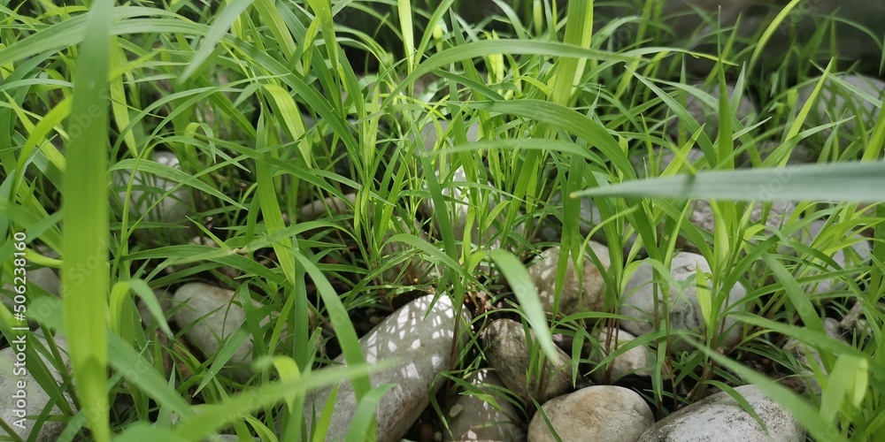 Obraz premium grass in the grass