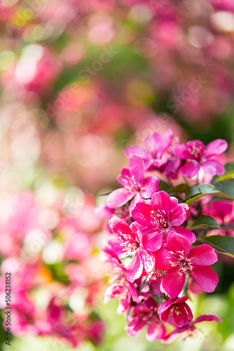 Pink blossom apple tree, close up. Nature background.