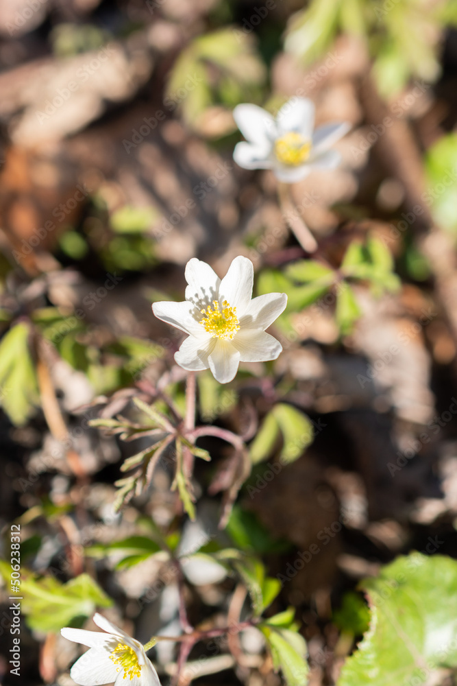 Tiny white Snowdrop Anemone Sylvestris in a forest in Schaan in Liechtenstein Tiny white Snowdrop Anemone Sylvestris in a forest in Schaan in Liechtenstein