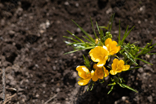 Spring. Garden. The first flowers bloomed on the bed. Sunlight. Place for text.