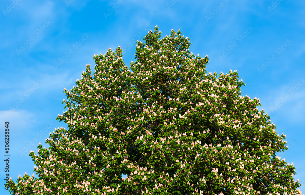 Flowering tree canopy and blue sky - natural background
