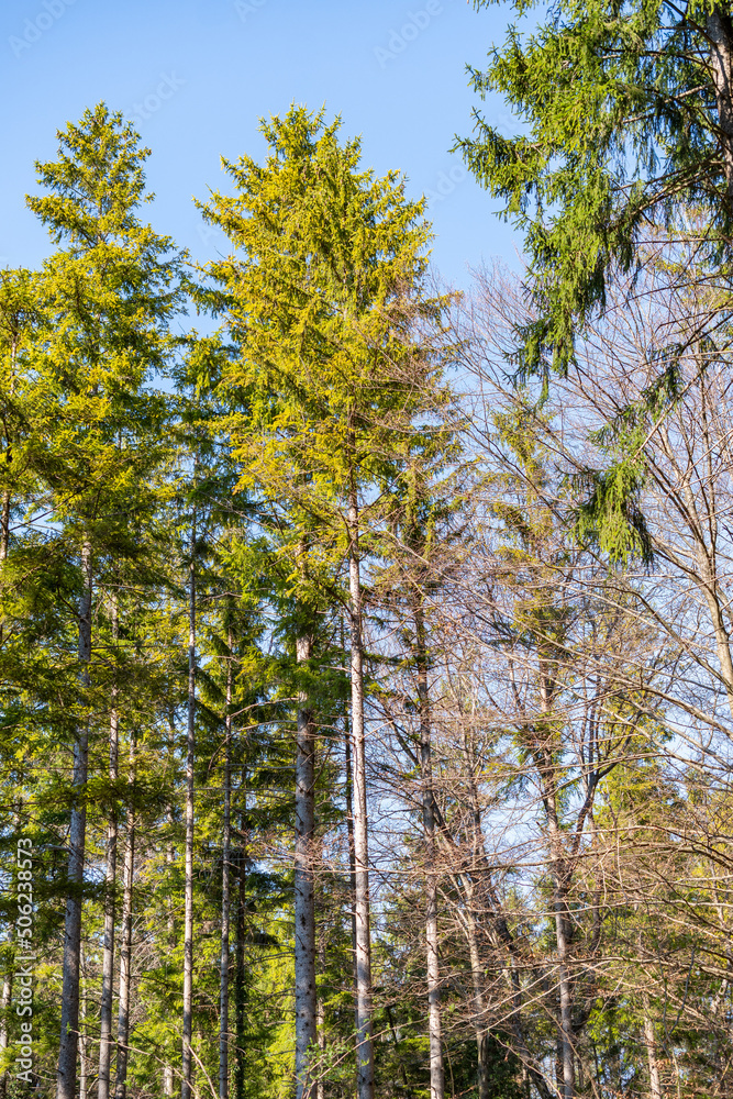 Fir tree in a forest in Schaan in Liechtenstein Fir tree in a forest in Schaan in Liechtenstein
