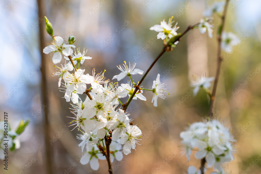 Spring time in a forest in Schaan in Liechtenstein