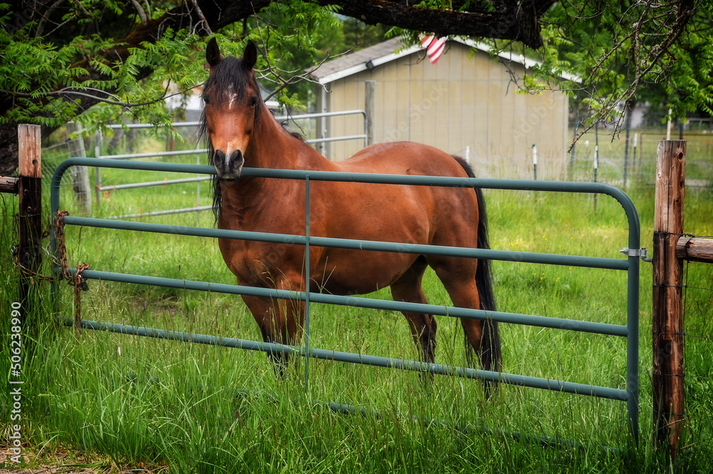 Fototapeta premium horse in the field
