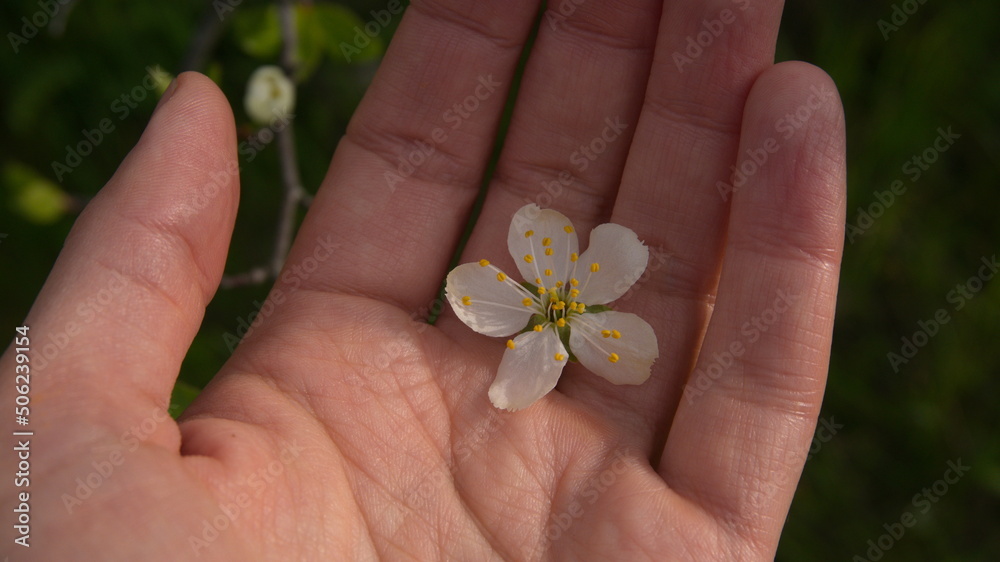 White cherry blossom on the palm of a person White cherry blossom on the palm of a person