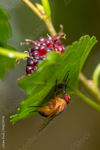 Fly on a mulberry plant leaf