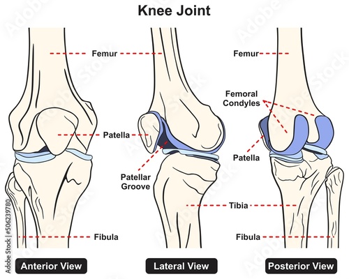 Knee joint anatomy infographic diagram medical science education structure parts bones femur patella tibia fibula anterior lateral posterior view cartoon vector drawing chart illustration scheme photo