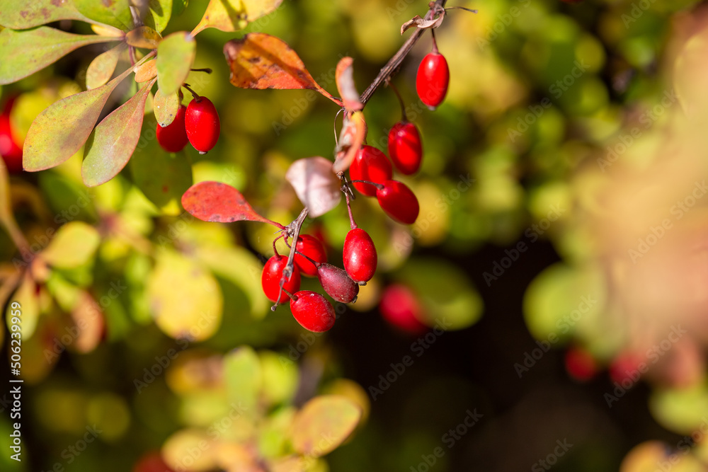 Ripe barberry berries on bush branches in autumn Ripe barberry berries on bush branches in autumn