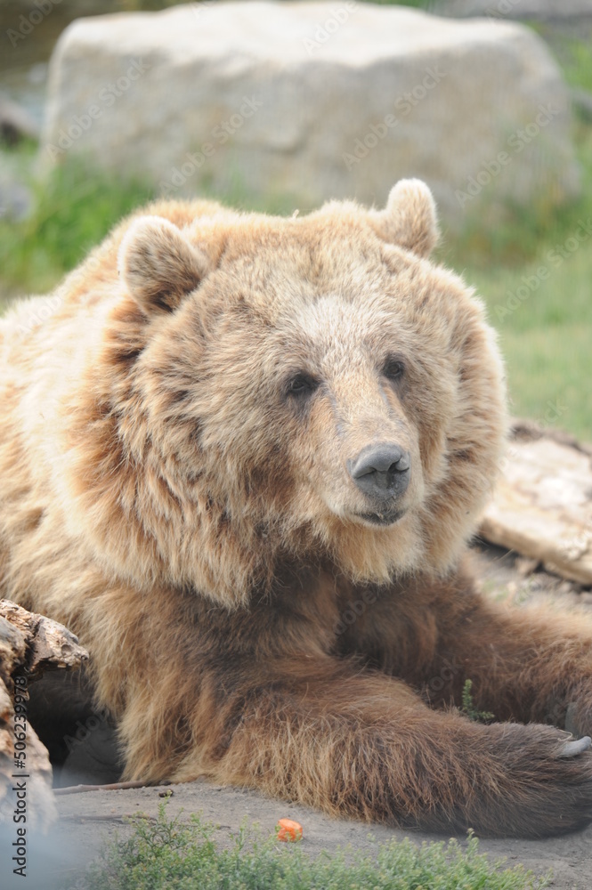 bear, wildlife, predators, shelter, endangered, great, dangerous, attack, bear, wildlife, predators, shelter, endangered, great, dangerous, attack,