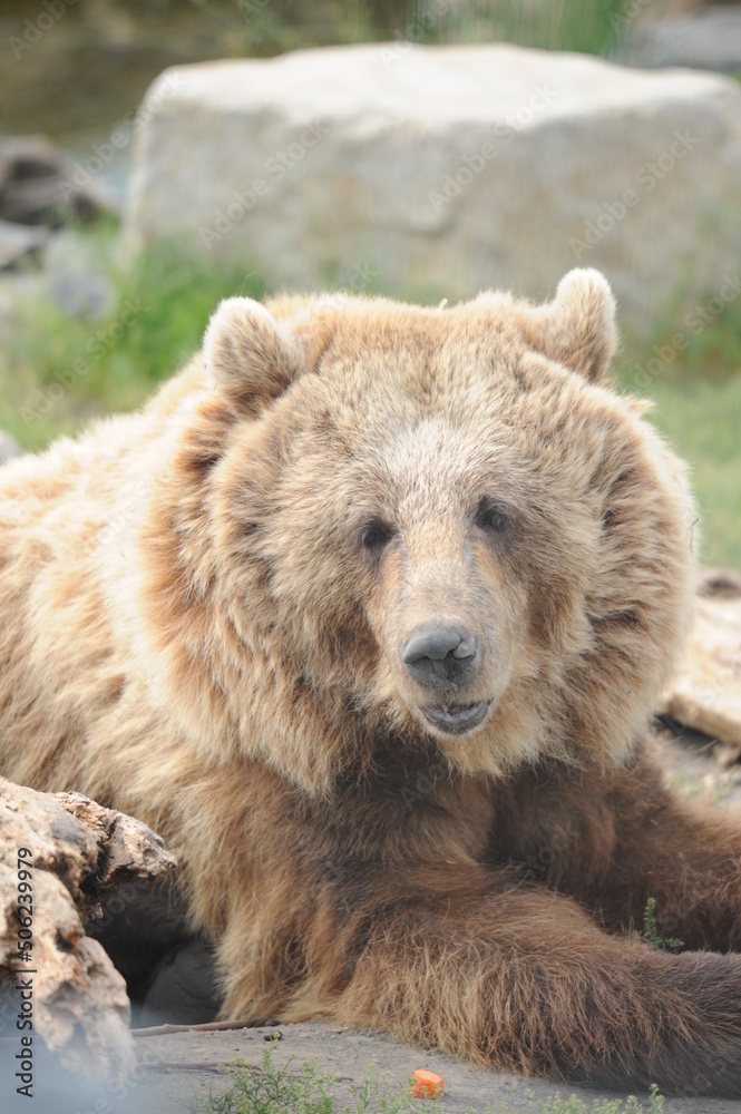 Obraz premium bear, wildlife, predators, shelter, endangered, great, dangerous, attack,