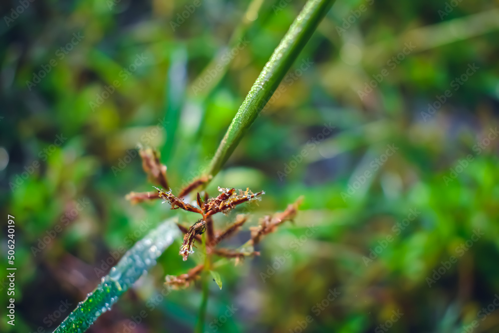 Dichanthium annulatum is a species of grass. It is commonly used as a forage for livestock. Dichanthium annulatum is a species of grass. It is commonly used as a forage for livestock.