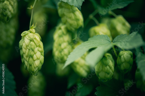 Green hop cones on black background. Ingredient for the brewery. Hop cones plantation. Shallow depth of field.