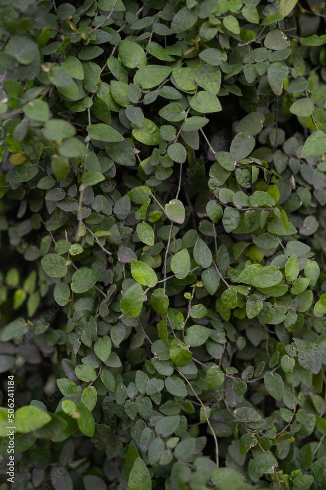 Green leaves, natural background, green wild leaves in park Green leaves, natural background, green wild leaves in park