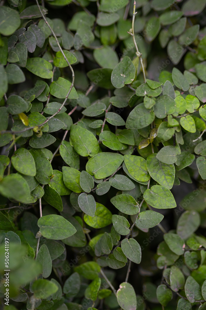 Green leaves, natural background, green wild leaves in park Green leaves, natural background, green wild leaves in park