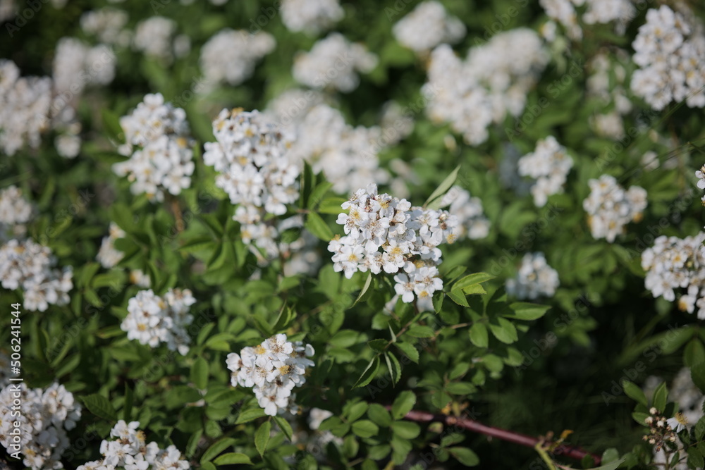 川辺に咲く花_ノイバラ