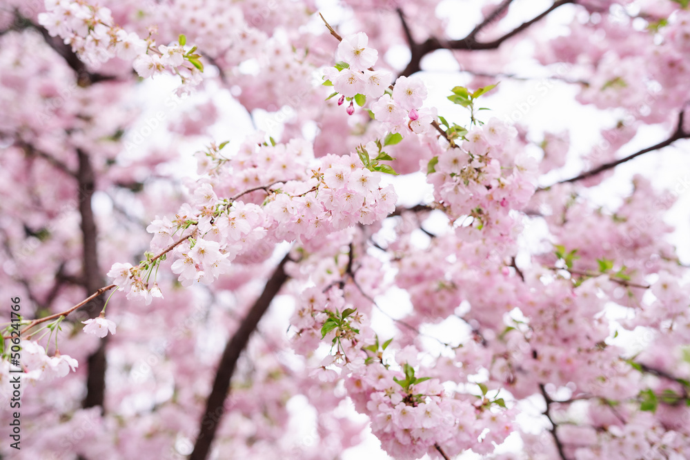 Spring time, sakura, garden, cherry blossom over background 
