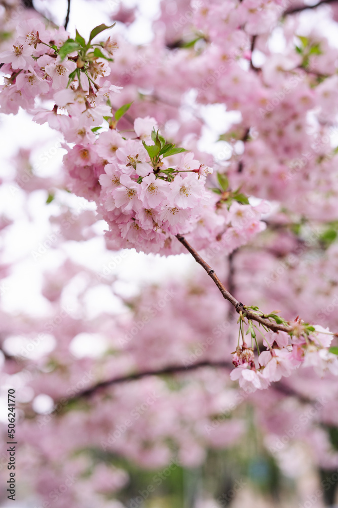 Spring time, sakura, garden, cherry blossom over background 
