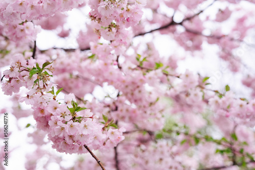 Spring time  sakura  garden  cherry blossom over background  