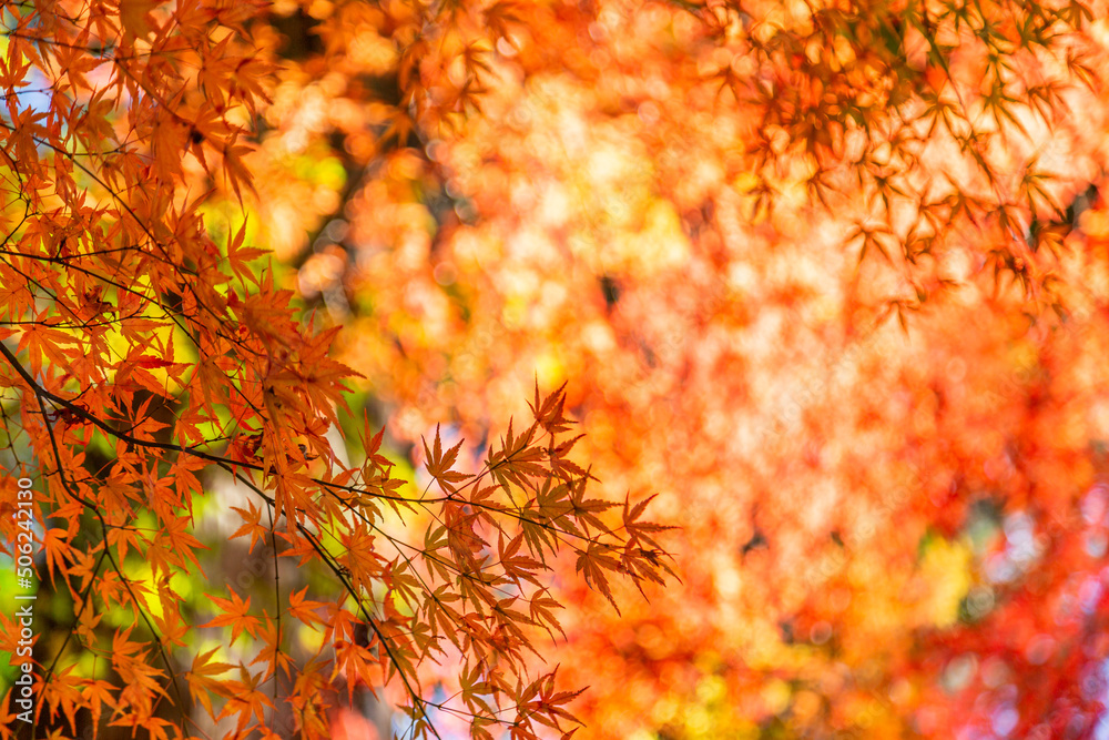日本のお寺の秋