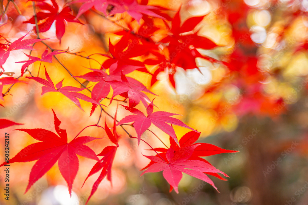 日本のお寺の秋