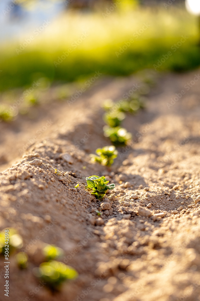 Seedlings growing up from fertile soil in the farmer's garden, morning sun shines. Ecology and ecological balance, farming and planting. Agricultural scene with sprouts in earth, close up. Soft focus. Seedlings growing up from fertile soil in the farmer's garden, morning sun shines. Ecology and ecological balance, farming and planting. Agricultural scene with sprouts in earth, close up. Soft focus.