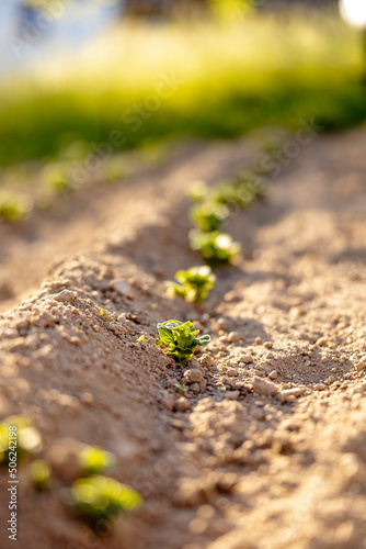 Seedlings growing up from fertile soil in the farmer's garden, morning sun shines. Ecology and ecological balance, farming and planting. Agricultural scene with sprouts in earth, close up. Soft focus.