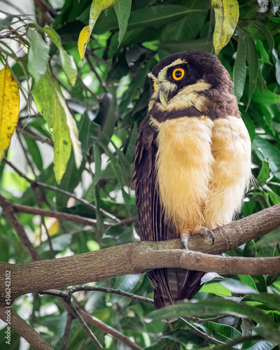 The spectacled owl (Pulsatrix perspicillata). Owl resting on one of its legs while looking to the left photo