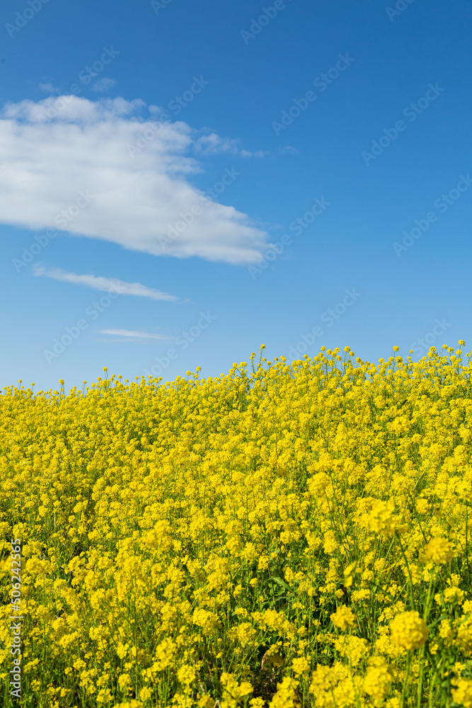 目に映える春の菜の花畑 目に映える春の菜の花畑