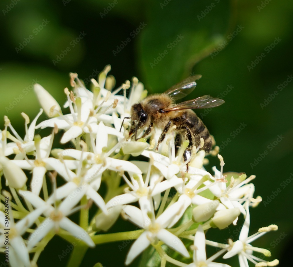 bee on a flower bee on a flower