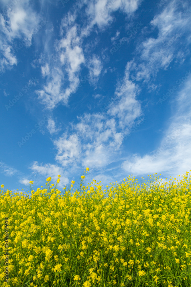 青空と菜の花畑 青空と菜の花畑