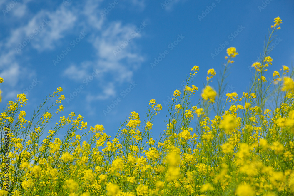青空と菜の花畑 青空と菜の花畑