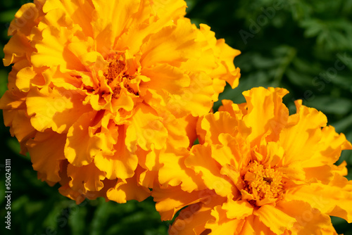 Close up view of two bright orange tagetes also called as marigold with lots of petals. Cultivation of decorative flowers in garden. Macrophotography