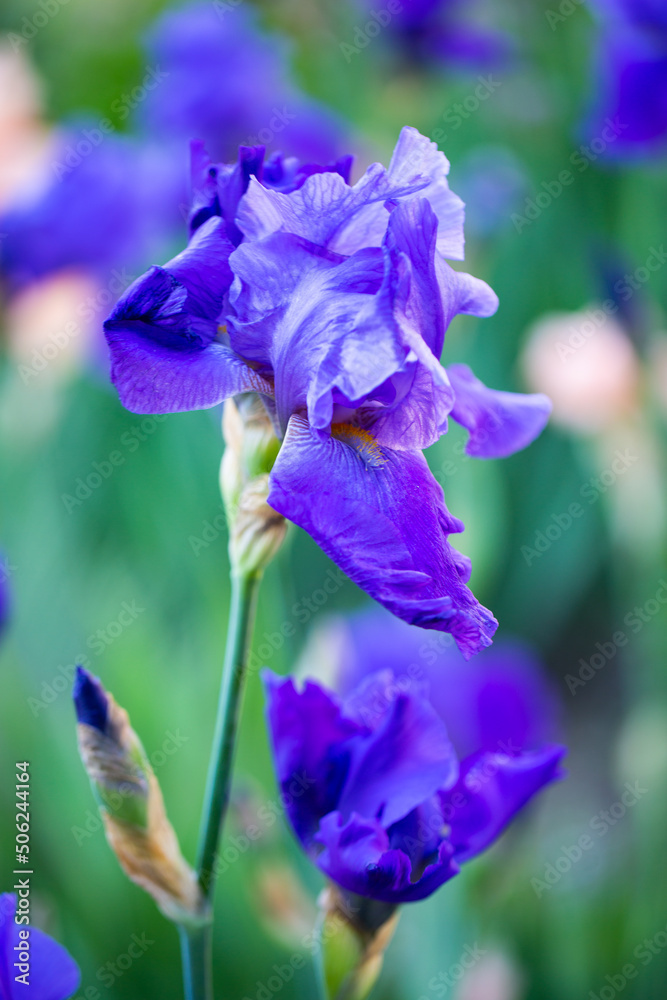 Iris, (hybrid) blooms from May, garden, gardening, flowers in the garden